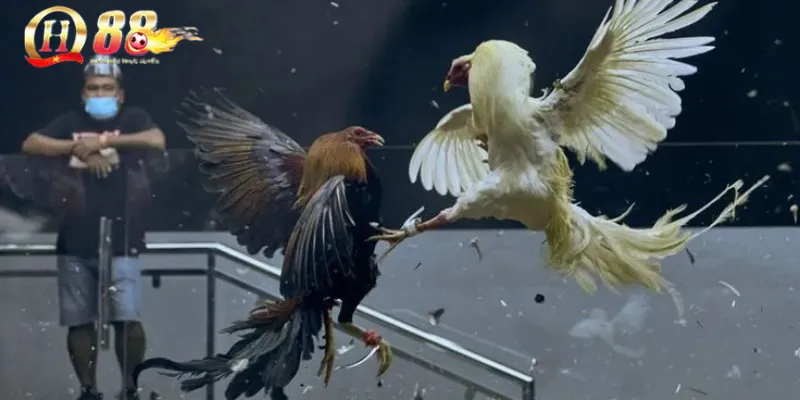 Đá Gà QH88 – Trận Chiến nảy lửa, cược hay thắng lớn 1 Giới thiệu sảnh đá gà tại QH88